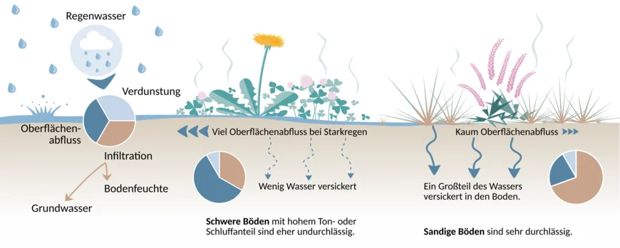 Infografik: Sandige Böden sind durchlässiger als schluff- oder Tonhaltige, schwere Böden. Deshalb kann bei Starkregen mehr Wasser versickern und es kommt nicht so leicht zu Oberflächenabfluss | Grfik: Lisa Angermann