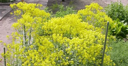 Isatis tinctoria Färberwaid