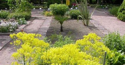 Isatis tinctoria Färberwaid