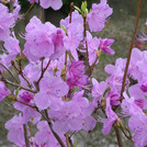 Rhododendron mucronulatum