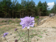 Graue Skabiose Scabiosa canescens in einer märkischen sonnigen und sandigen Landschaft zu sehen. Kiefernwald im Hintergrund.