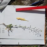 plants with measure stick