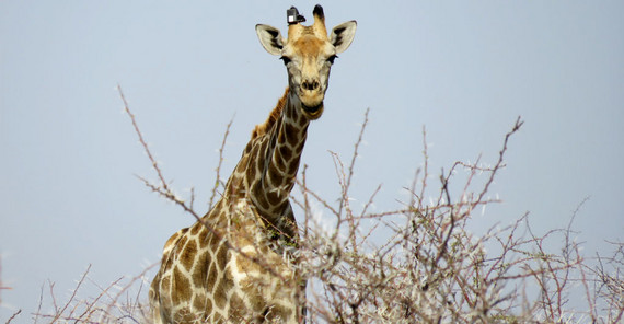 Giraffe with solar GPS transmitter on its head | Photo: Robert Hering