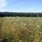 flowers in grass, in front of woods, blue sky