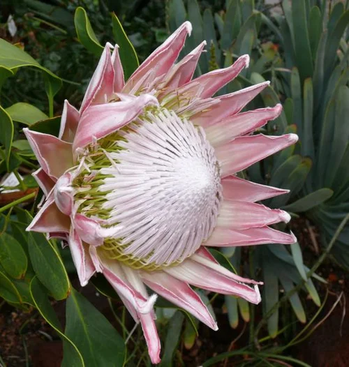 Protea cynaroides