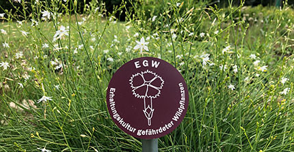 Schild, das auf einer Wiese steht, mit der Aufschrift "EGW - Erhaltungskultur gefährdeter Wildpflanzen"