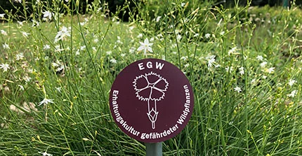 Schild, das auf einer Wiese steht, mit der Aufschrift "EGW - Erhaltungskultur gefährdeter Wildpflanzen"