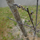 Our plums begin to sprout - spring 2019