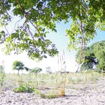 tree in savanna