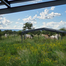 cows in a fence