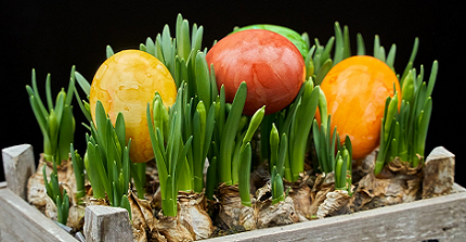 Coloured Easter eggs between daffodils
