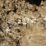 Schneckenfossilien der Gattung turritella sind zeugen eines hohen Seespiegels in der jüngsten Vergangenheit.
