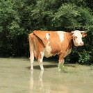 Cow in flooded floodplain along the Isar