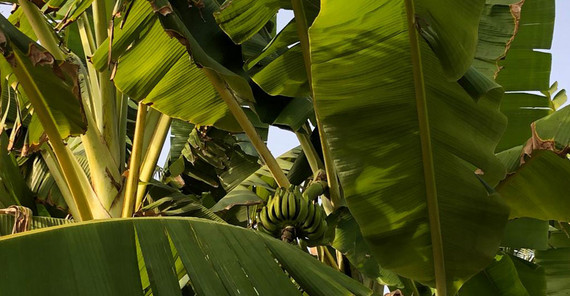 Bananenpflanze: Eine einheimische Bananenpflanze mit noch unreifen Früchten