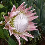Königs-Protea (Protea cynaroides)