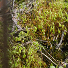 Funaria hygrometrica