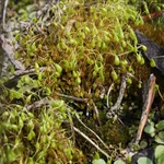 Funaria hygrometrica (Wetteranzeigendes Drehmoos)