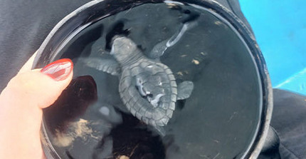 Eine Collage von Zwei Bildern. Das linke zeigt eine frisch geschlüpfte Wasserschildkröte in einer Schale Wasser kurz vor der Auswilderung im Meer. Das zweite zeigt eine Informationstafel, die den Lebenskreislauf einer Schildkröte beschreibt.