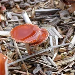 kleiner brauner Pilz mit Wassertropfen