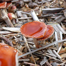 kleiner brauner Pilz mit Wassertropfen