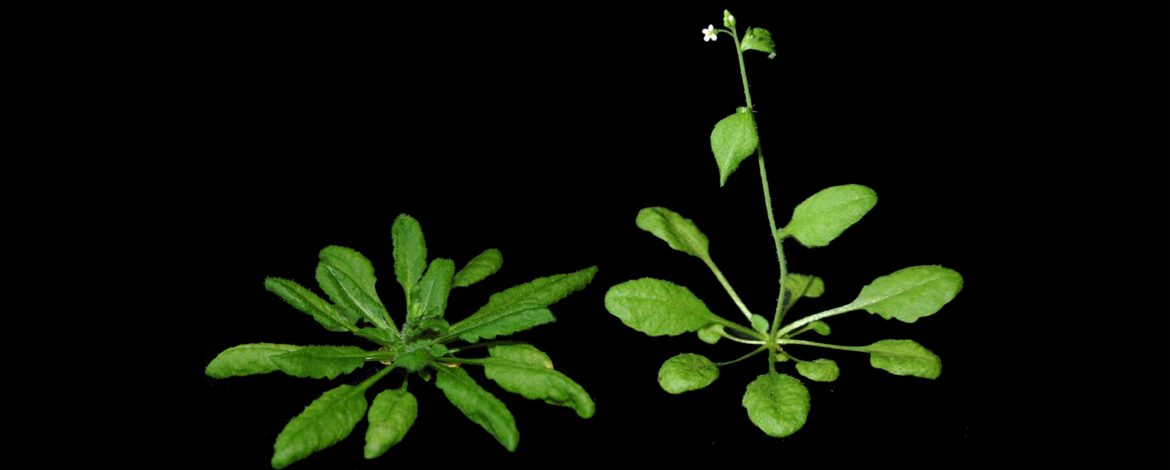 Arabidopsis plants grown at 17°C and 22°C