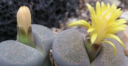 Lithops localis_M. Burkart