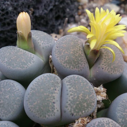 Lithops localis