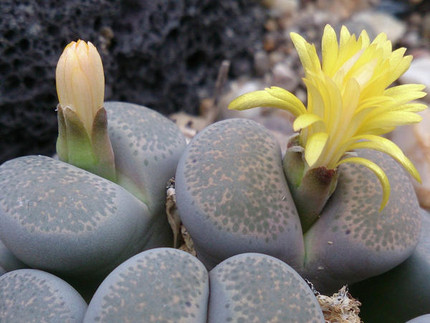 Lithops localis