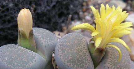 Lithops localis_M. Burkart