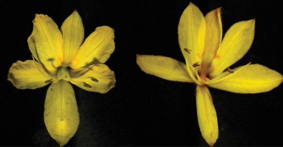 Links- und rechtsgrifflige Blüten von Wachendorfia paniculata. Die blauen Pfeile zeigen die Griffel, die orangenen Pfeilköpfe die Staubbeutel. Zwei der drei Staubbeutel sind jeweils auf die andere Seite als der Griffel gebogen. | Bildrechte: Michael Lenhard
