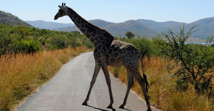 Eine Giraffe überquert die Straße. Foto: Arne Petersen