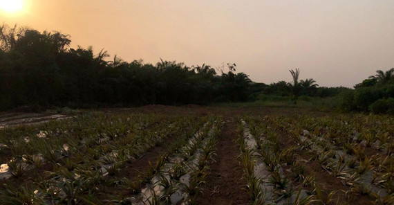 Pineapple Farm: Der Ausblick über einen Teil der Ananasplantage und die wunderschöne Natur in der Abendsonne