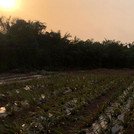 Pineapple Farm: Der Ausblick über einen Teil der Ananasplantage und die wunderschöne Natur in der Abendsonne