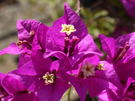 Bougainvillea - Drillingsblume