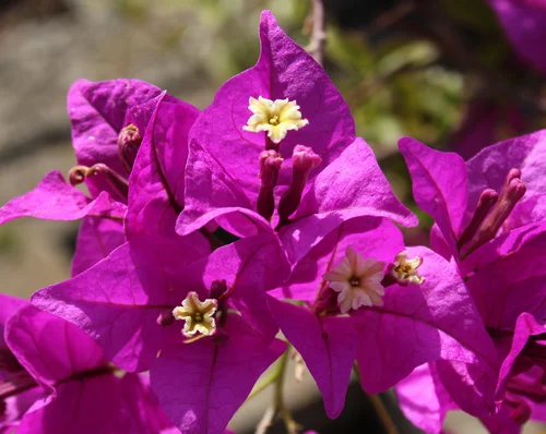 Bougainvillea - Drillingsblume