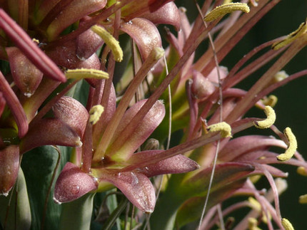 Die Löwenschwanz-Agave