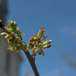 Kirsche Heidi beginnt im April 2020 mit dem Blattaustrieb.