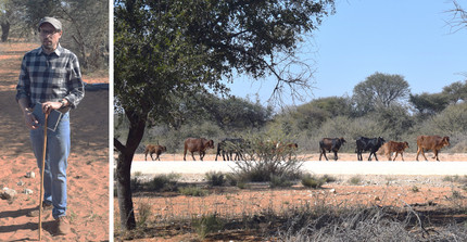 Researcher standing while holding a stick; herd of cows walking along a dusty road in a communal area of Namibia