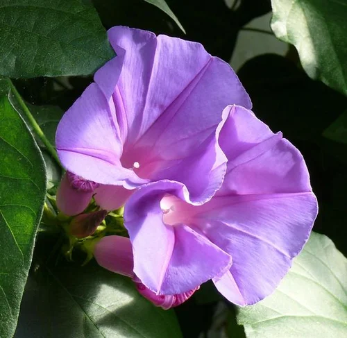 Purpur-Prunkwinde - Ipomoea purpurea