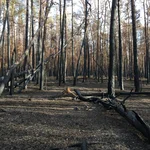 Foto verbrannter Kiefernforst