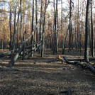 Burnt Forest Treuenbrietzen, 2019
