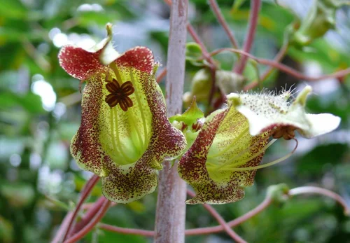Sinningia brasiliensis