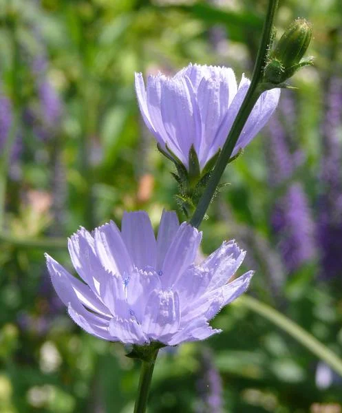 Zichorie - Cichorium intybus