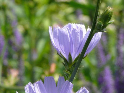 Zichorie - Cichorium intybus