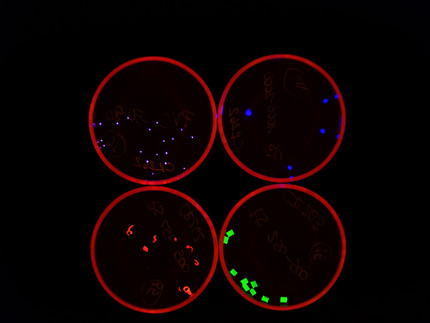 Fluorescent plastic polymers