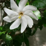 Gardenia thunbergia