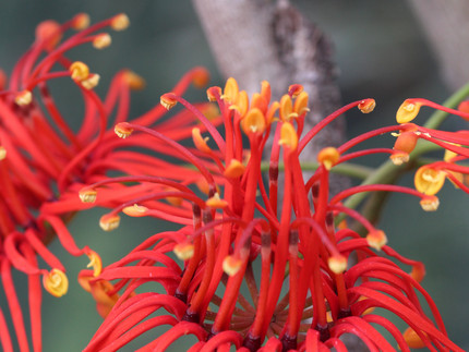 Leuchtend rote, einem Feuerrad ähnliche, Blüten.