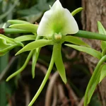 Elfenbein-Orchidee - Angraecum eburneum