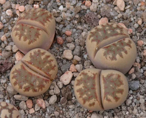 Lithops dorotheae