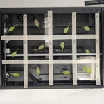 plants in a scanner